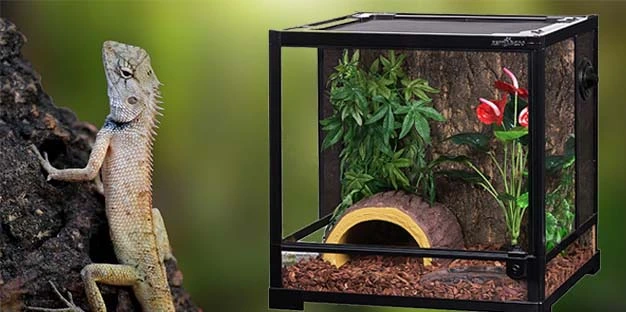 cork reptile background