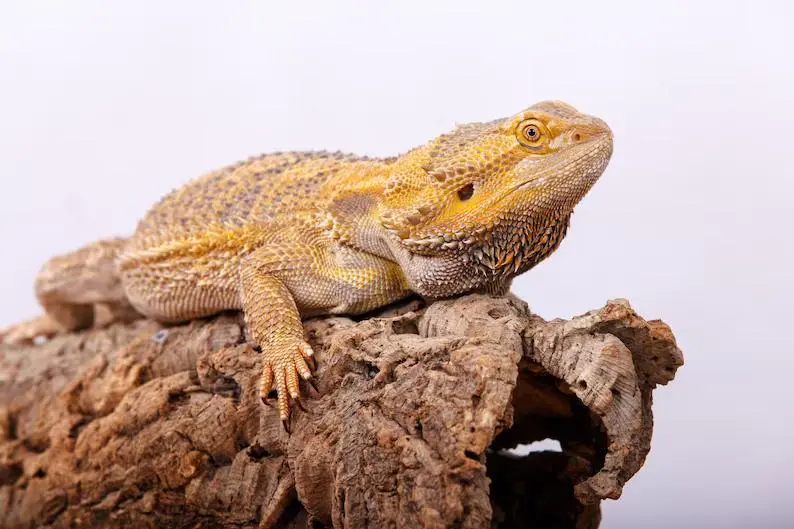 Cork Wood For Terrarium