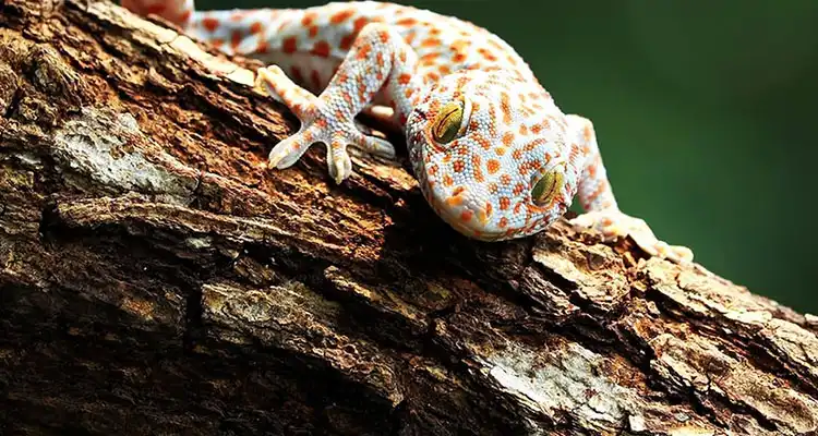 Cork Bark Background