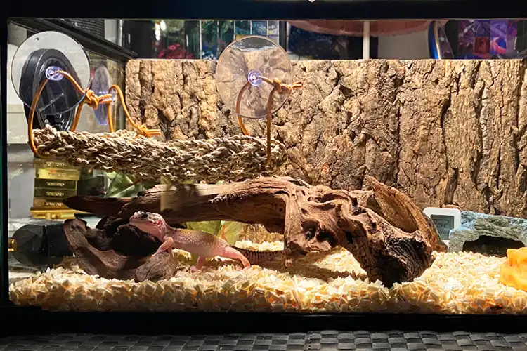 Natural Cork Bark for Reptiles 