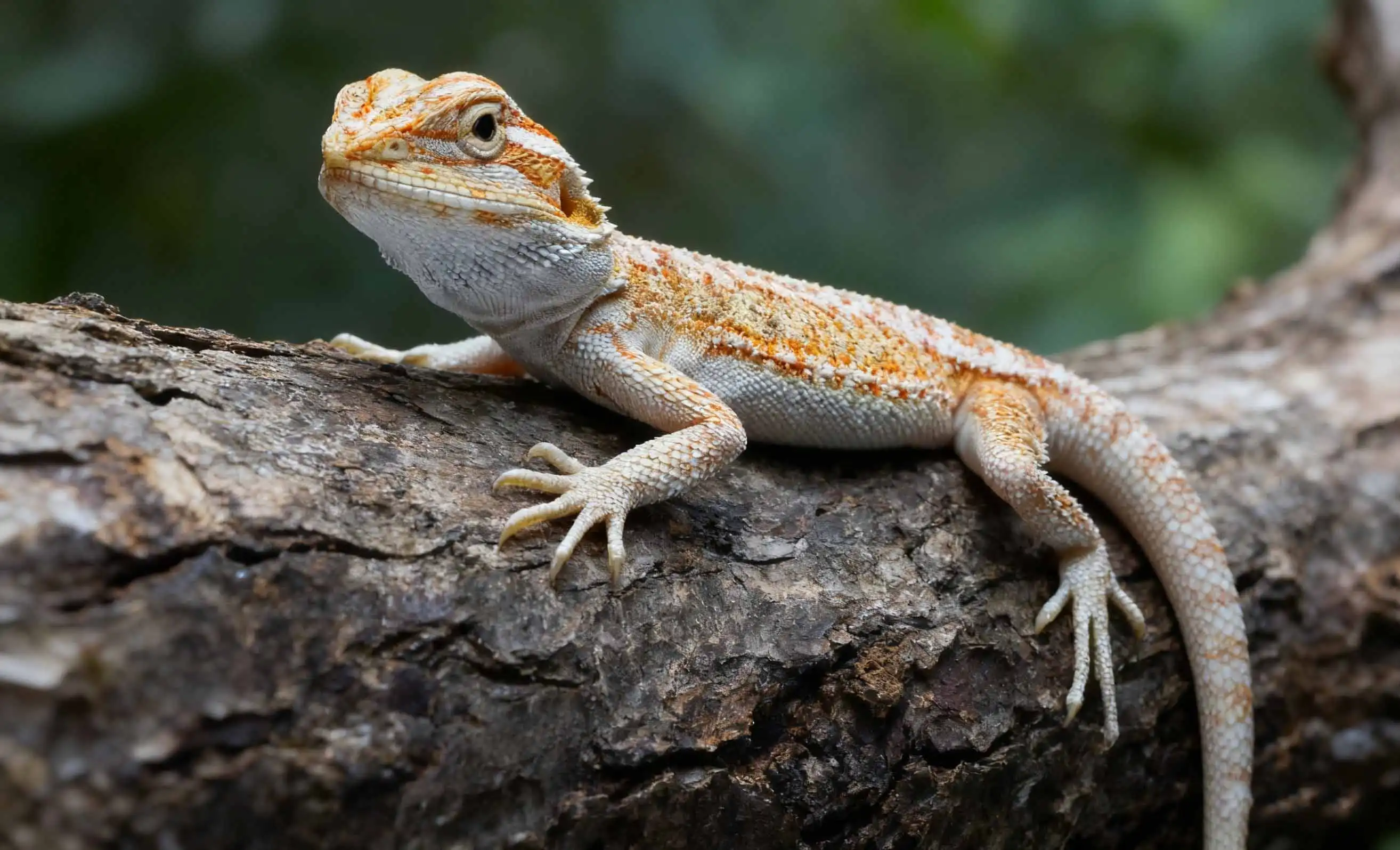 Cork Background Vivarium