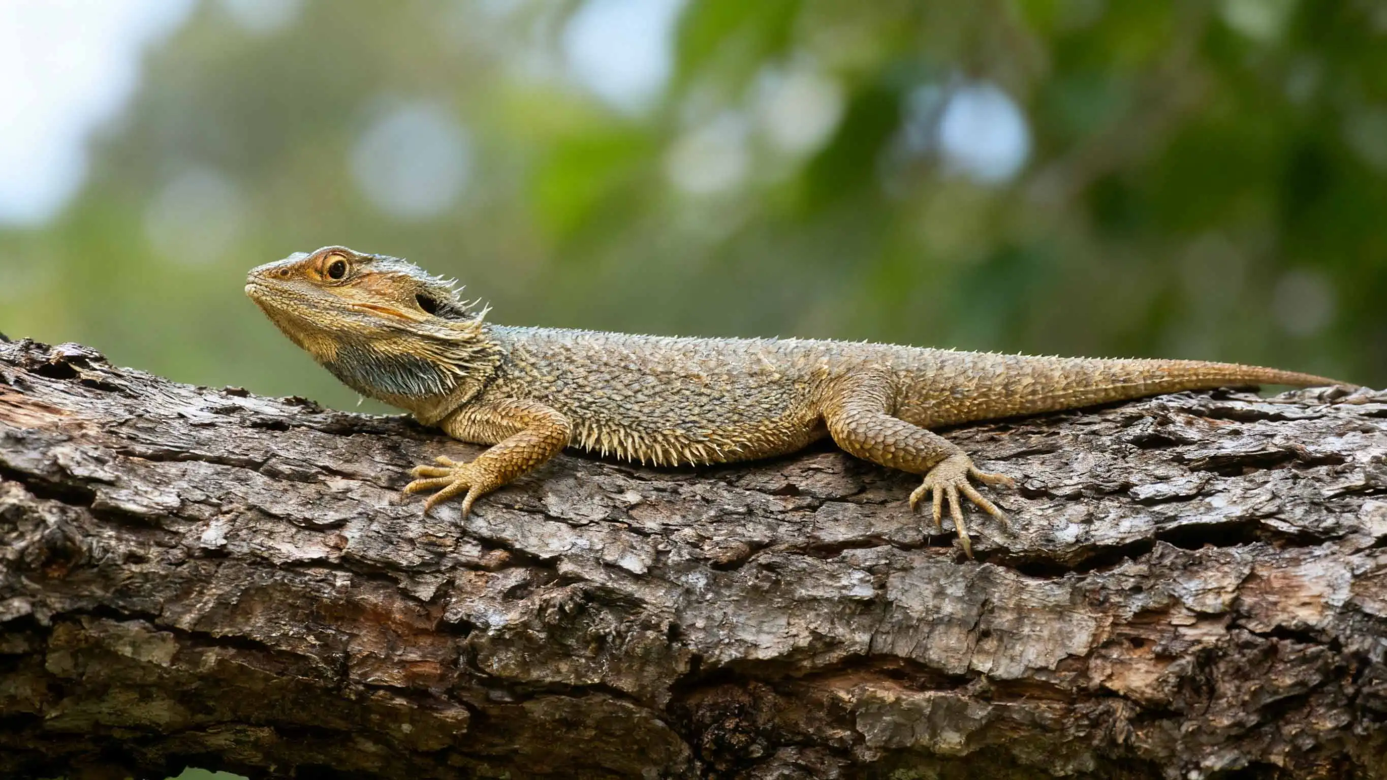 cork tiles reptiles cork tiles reptiles