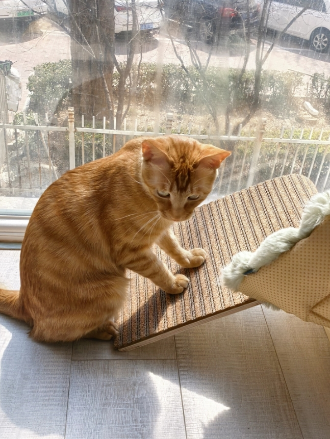 cat scratching ramp